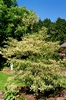 Cornus controversa Variegata